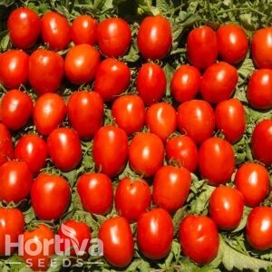 HVS-1041  F1