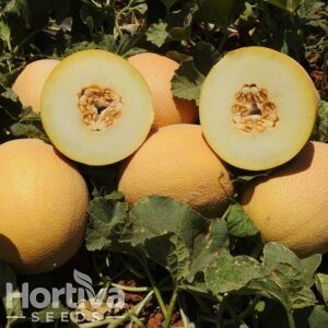 HVS-1048 F1