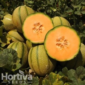 HVS-1049 F1