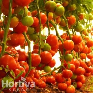 HVS-1064 F1