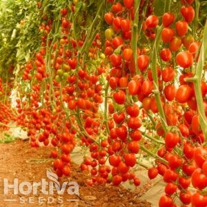 HVS-1083 F1