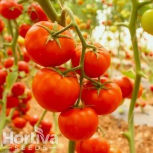 HVS-1011 F1