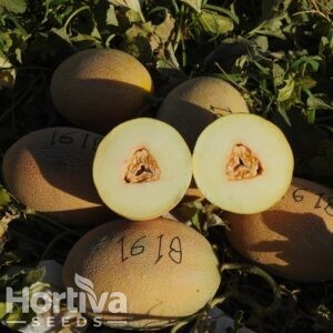HVS-1618 F1