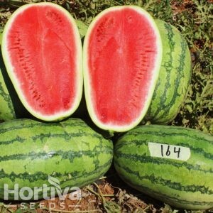 HVS-164 F1