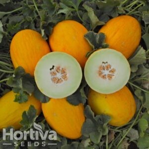 HVS-2129  F1