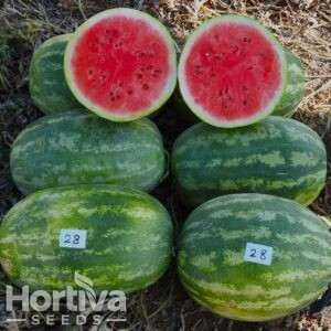 HVS-28  F1