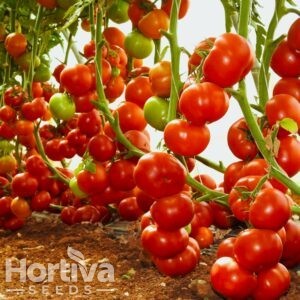 HVS-56 F1
