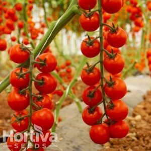 HVS-825 F1