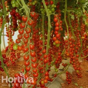 HVS-836 F1