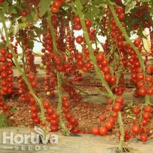 HVS-837 F1