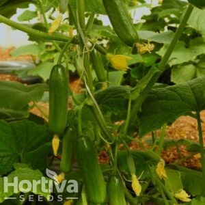 HVS-07