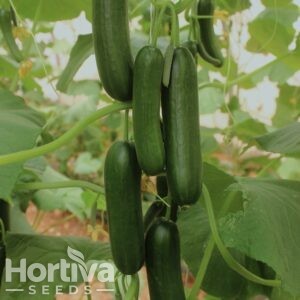 HVS-1131 F1