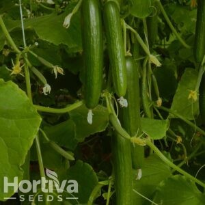 HVS-GZ14  F1