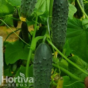 Pickling Cucumber