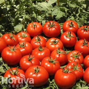 Determinate Tomato
