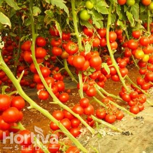 Indeterminate Tomato
